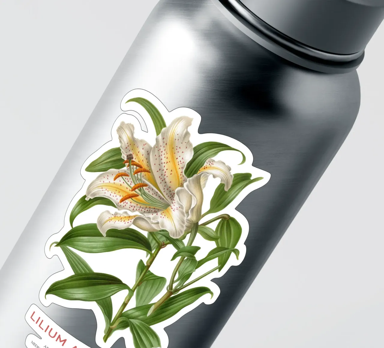 Golden-rayed lily or Lilium Auratum sticker by Vintagrafica