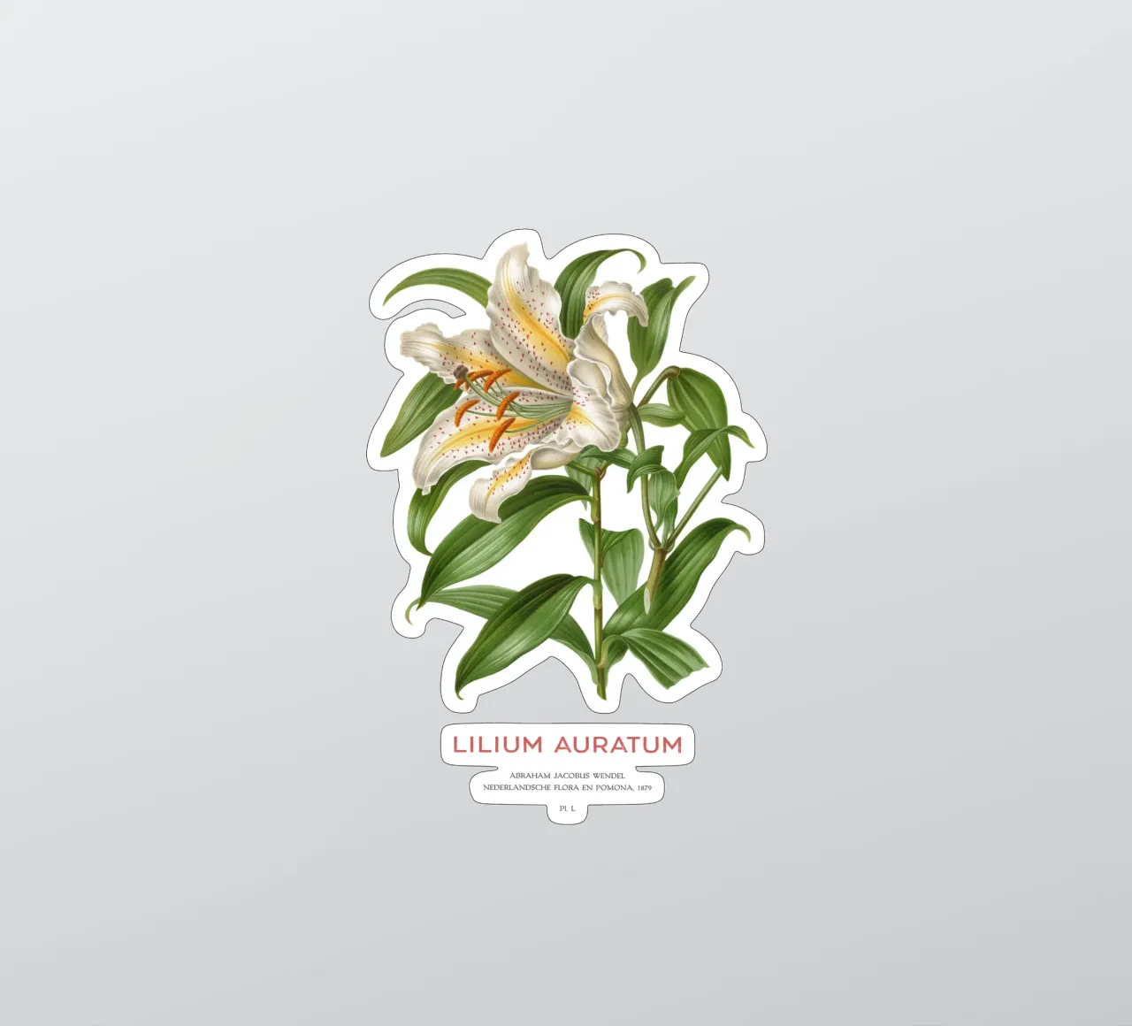 Golden-rayed lily or Lilium Auratum sticker by Vintagrafica