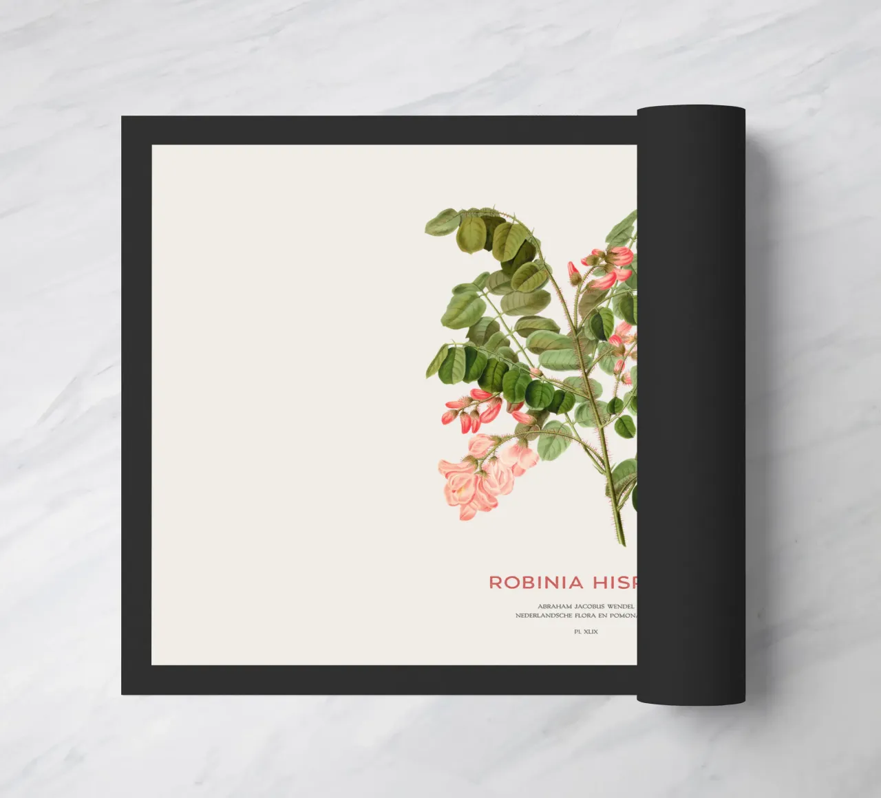 Rosa-acacia o Robinia hispida zerbino da Vintagrafica
