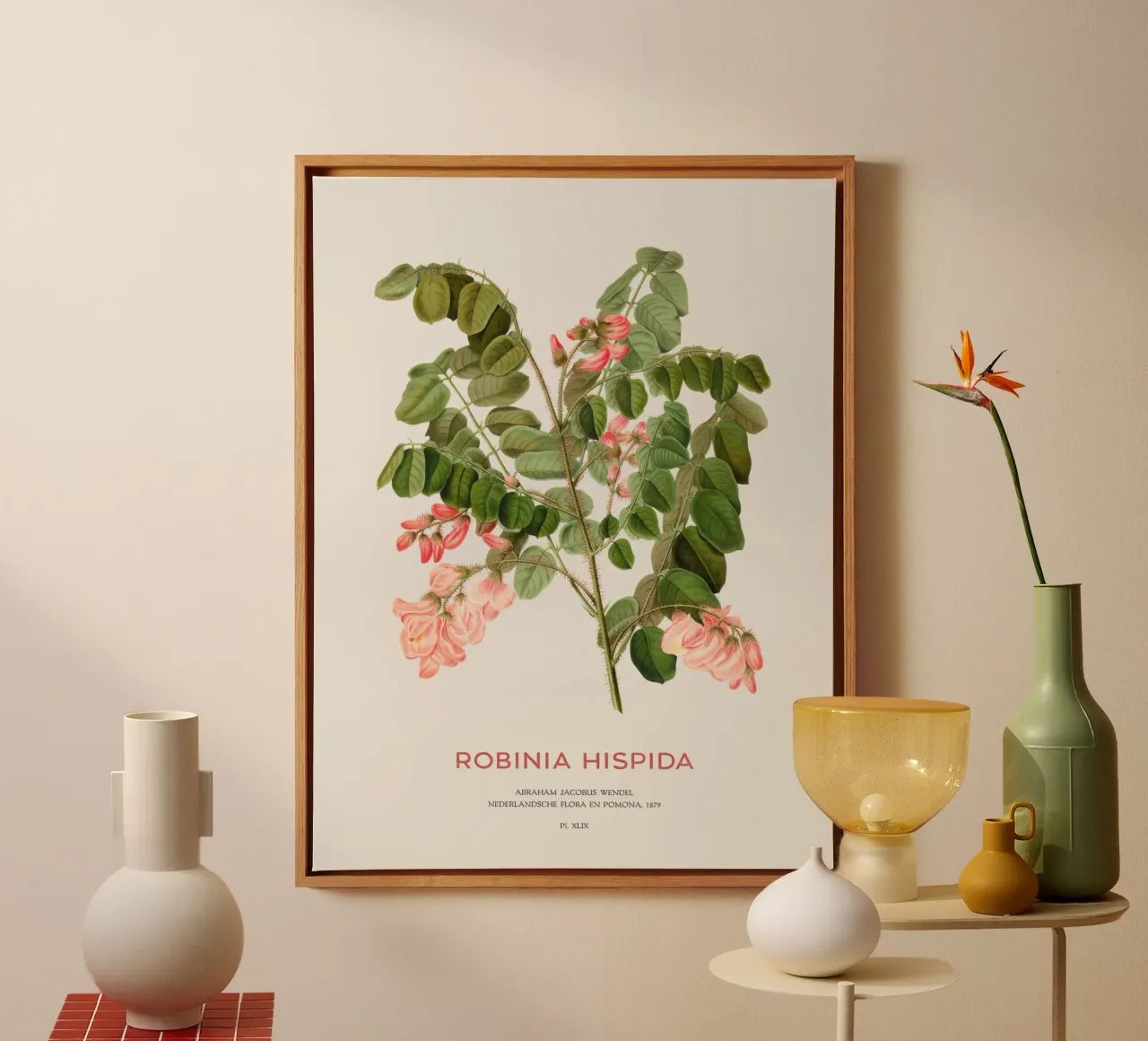 Rosen-Akazie oder Robinie hispida Leinwand mit Schattenfugenrahmen von Vintagrafica