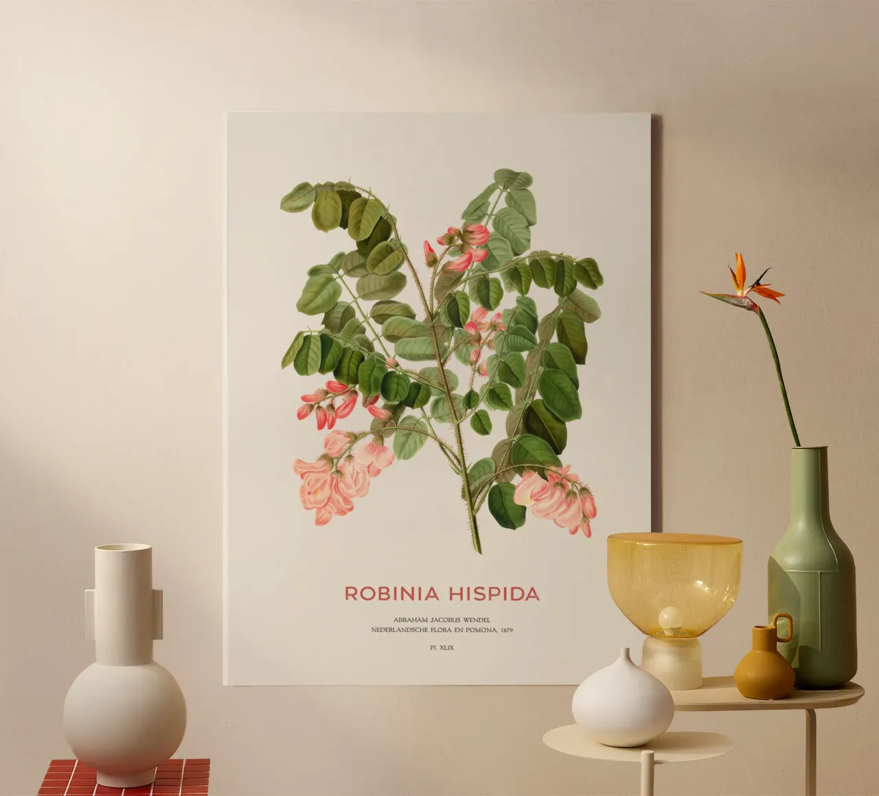 Rosen-Akazie oder Robinie hispida Leinwand mit Schattenfugenrahmen von Vintagrafica