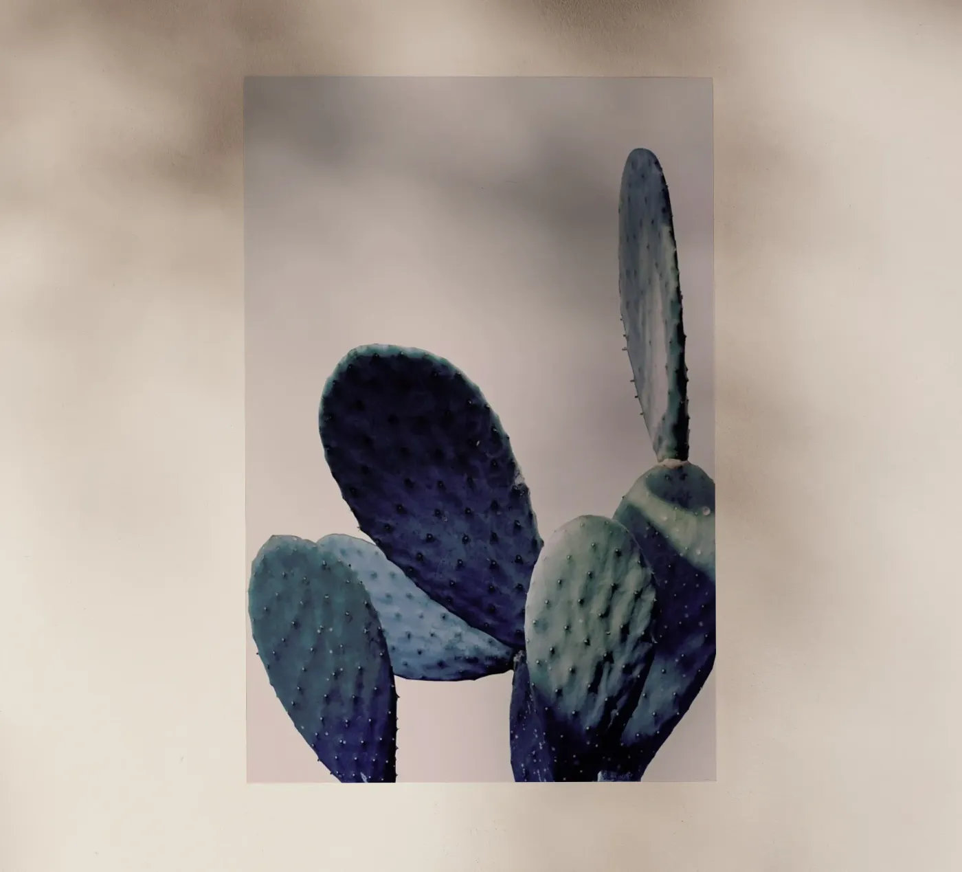 Cactus I pellicola backlit da Elena Veronese