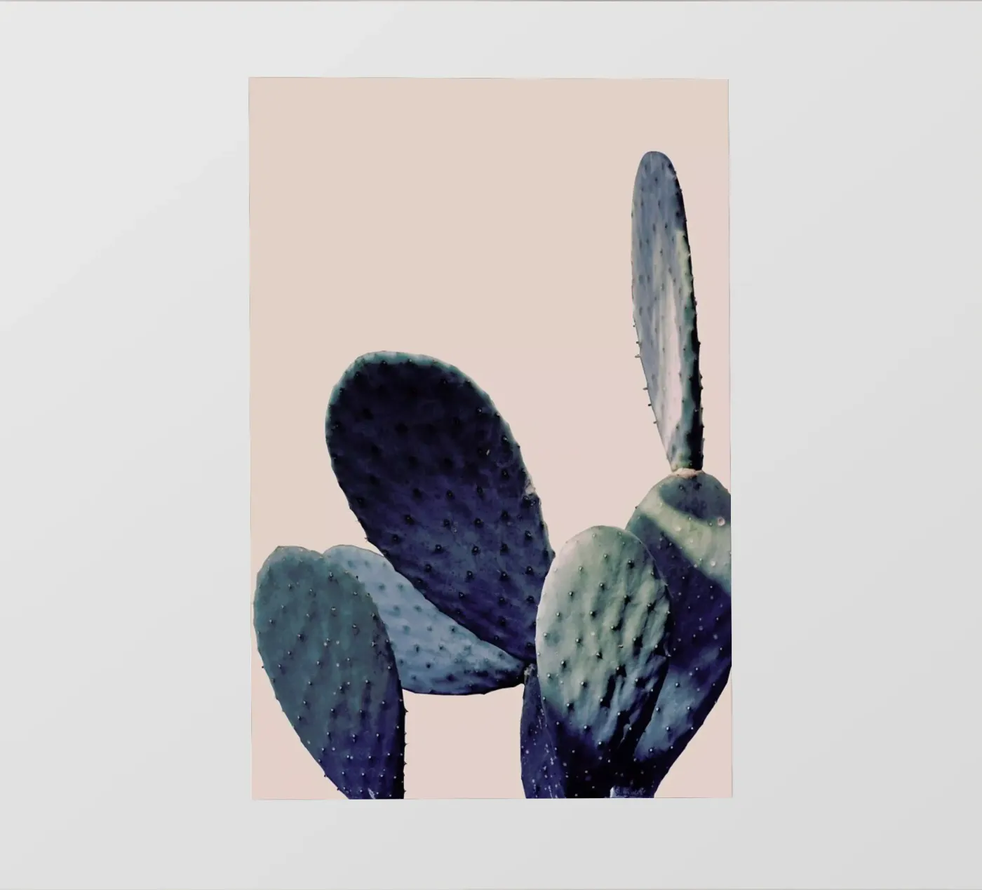 Cactus I pellicola backlit da Elena Veronese