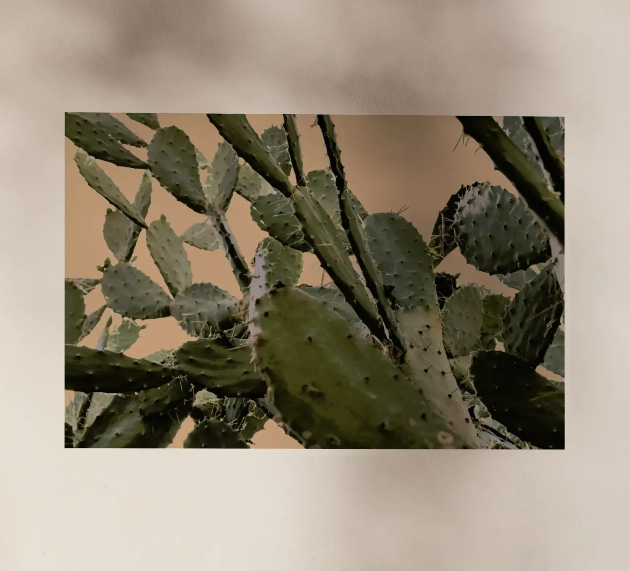 Cactus II pellicola backlit da Elena Veronese