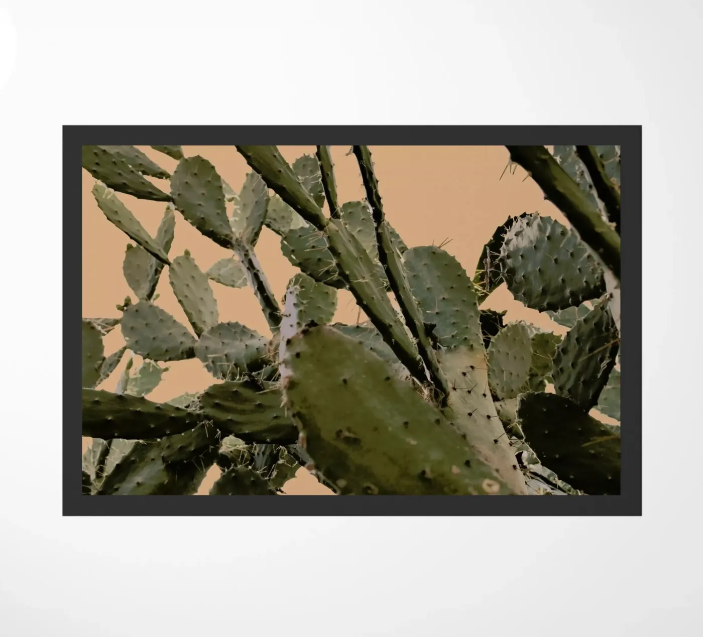 Cactus II zerbino da Elena Veronese