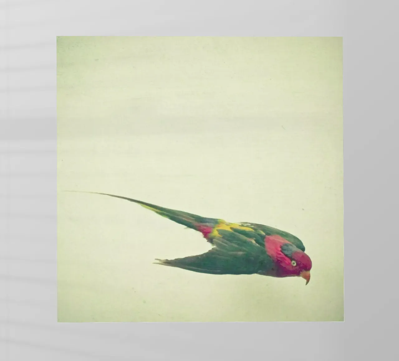 Bird study #4 pellicola backlit da Cassia Beck Photography