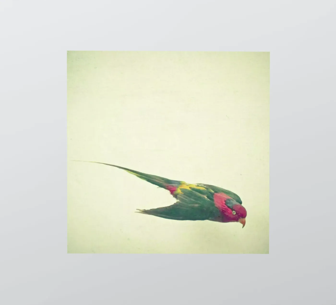 Bird study #4 sticker by Cassia Beck Photography