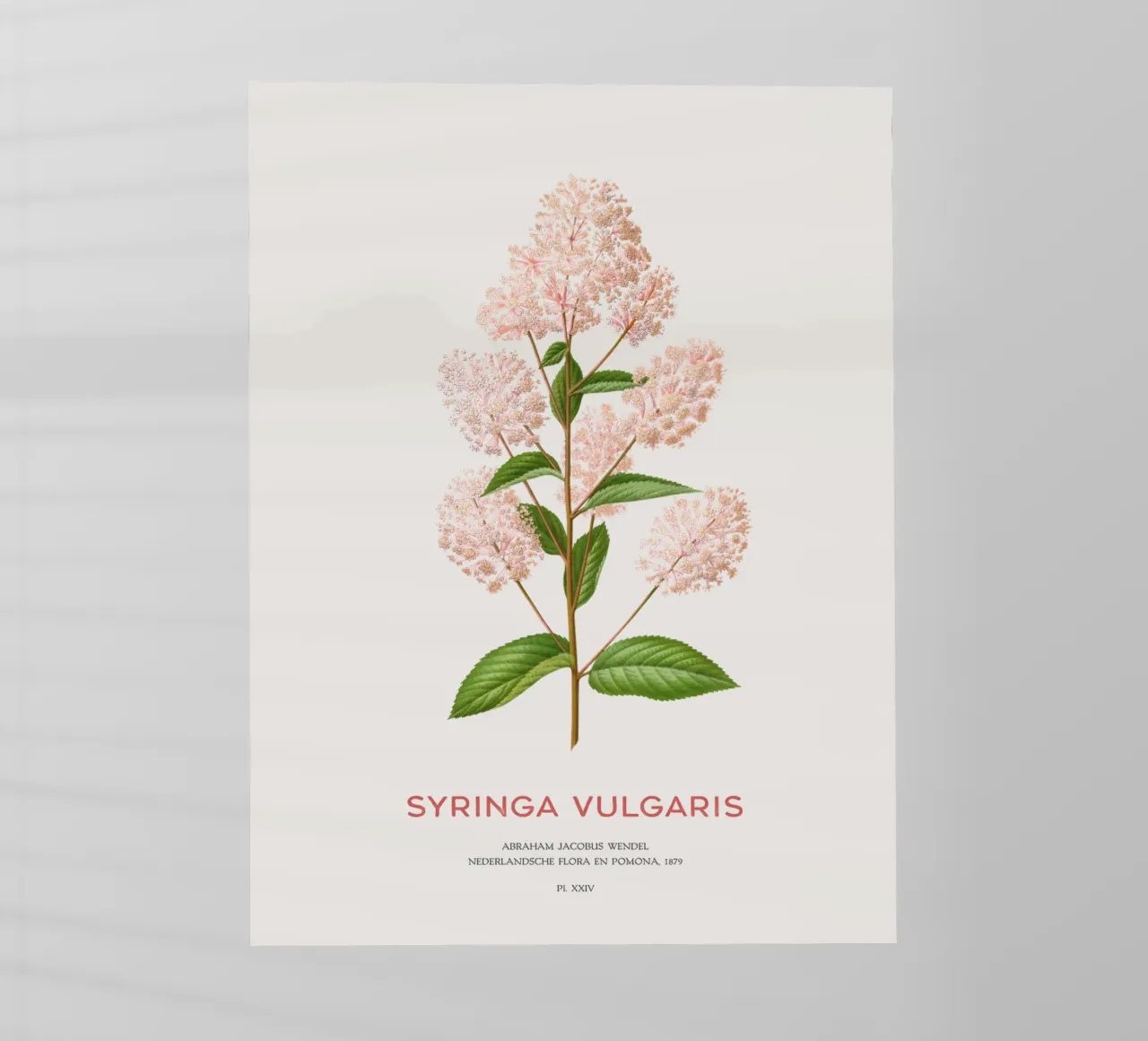 Lillà comune o Syringa vulgaris pellicola backlit da Vintagrafica