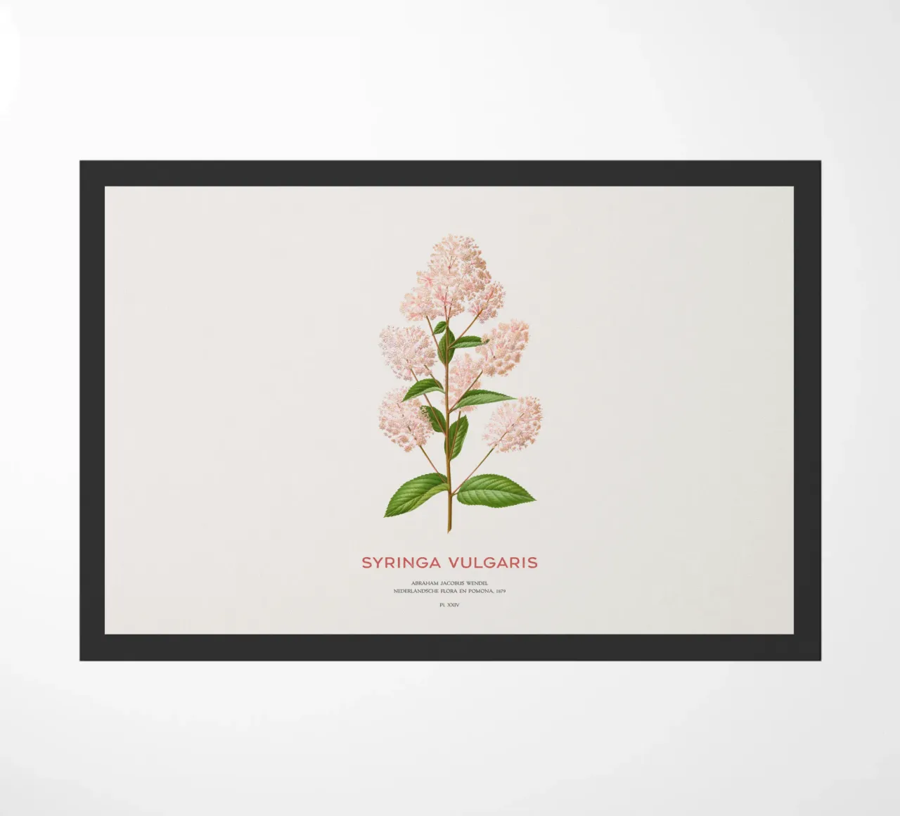 Lillà comune o Syringa vulgaris zerbino da Vintagrafica