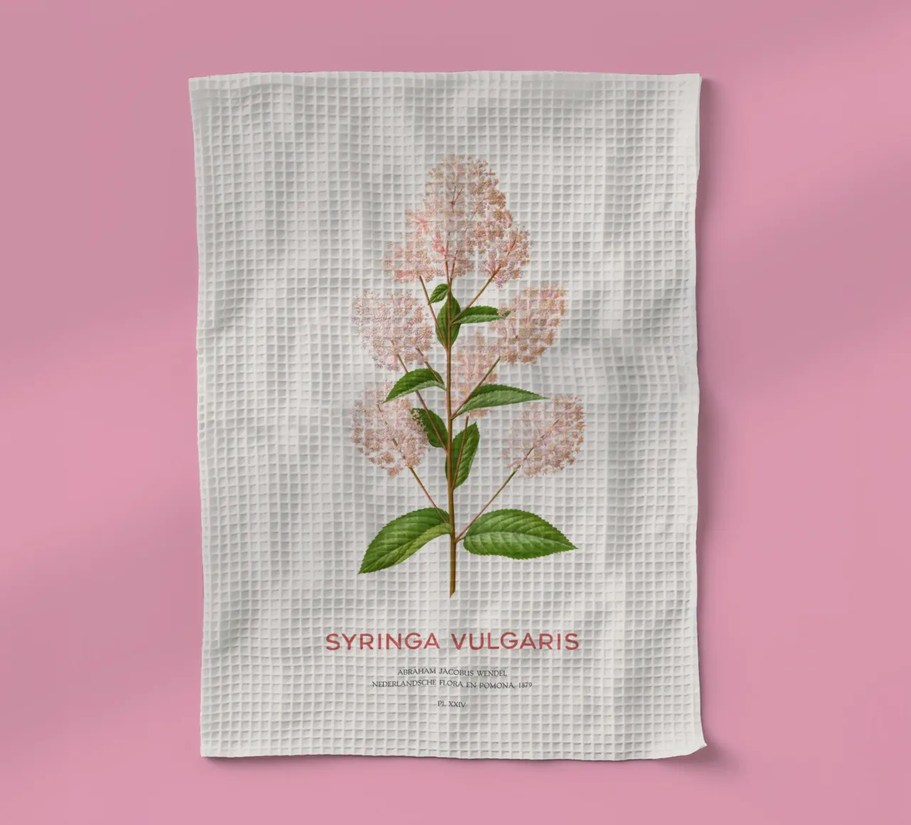 Lillà comune o Syringa vulgaris canovaccio da cucina da Vintagrafica