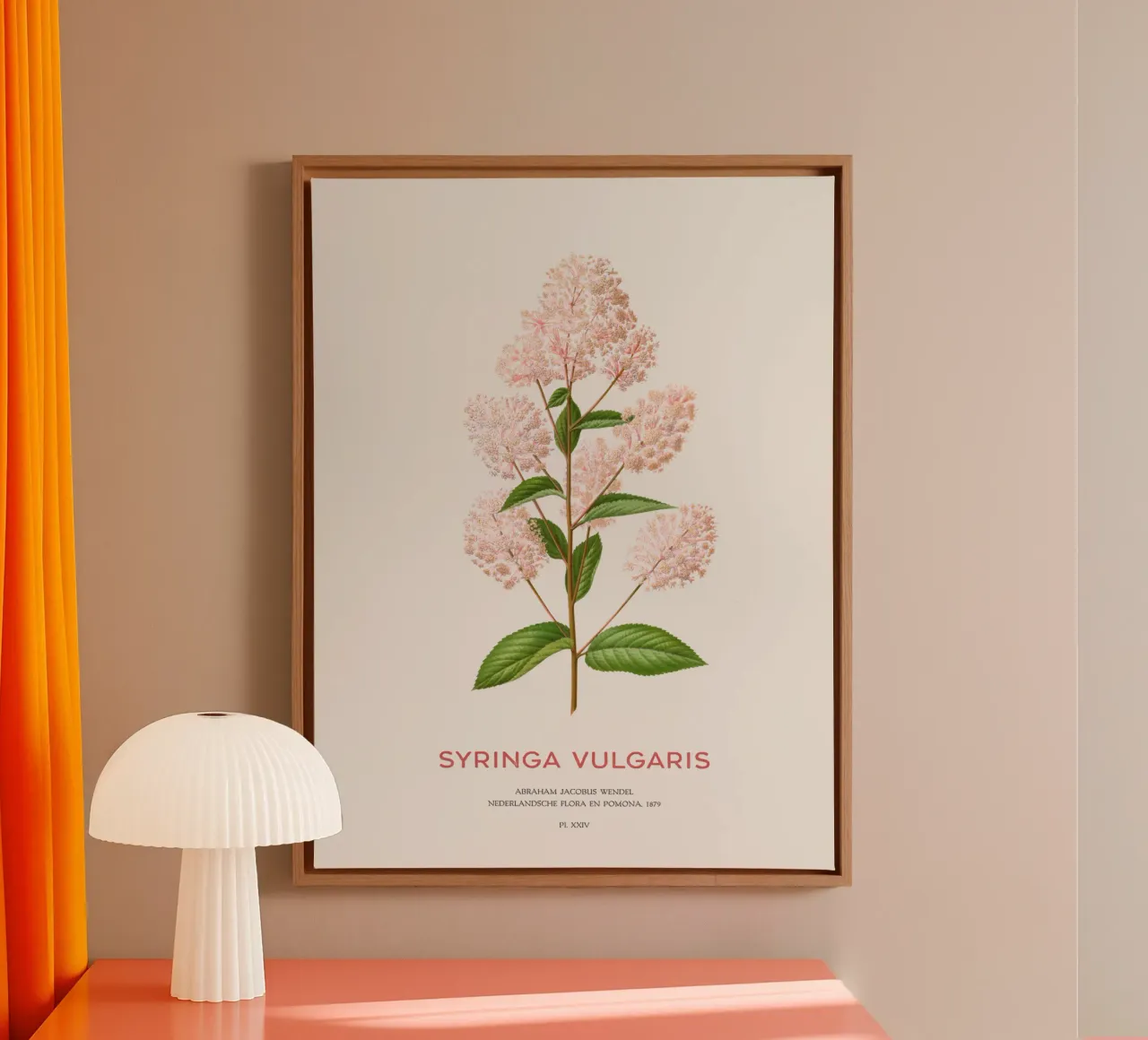 Lillà comune o Syringa vulgaris tela con Cornice a cassetta da Vintagrafica