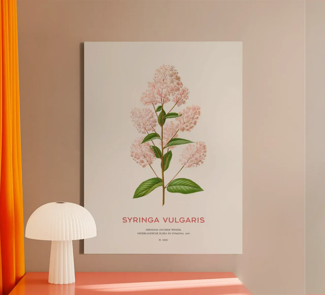 Lillà comune o Syringa vulgaris tela con Cornice a cassetta da Vintagrafica