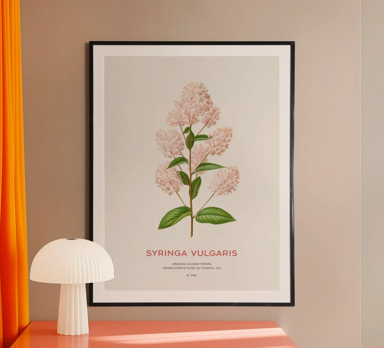 Lillà comune o Syringa vulgaris carta hahnemühle da Vintagrafica