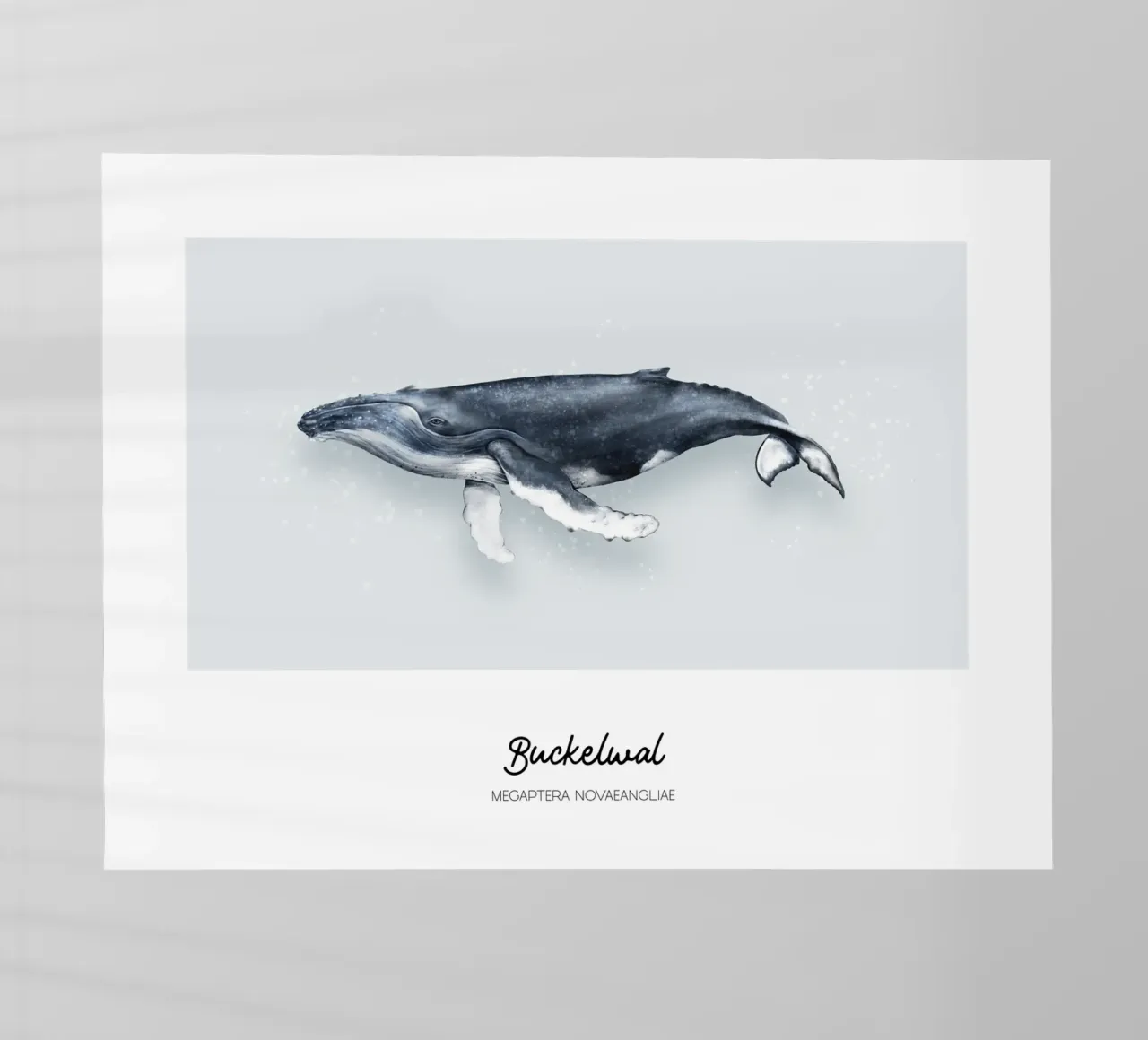 Balena gobba - Illustrazione di balene e delfini pellicola backlit da Moonlit Illustrations