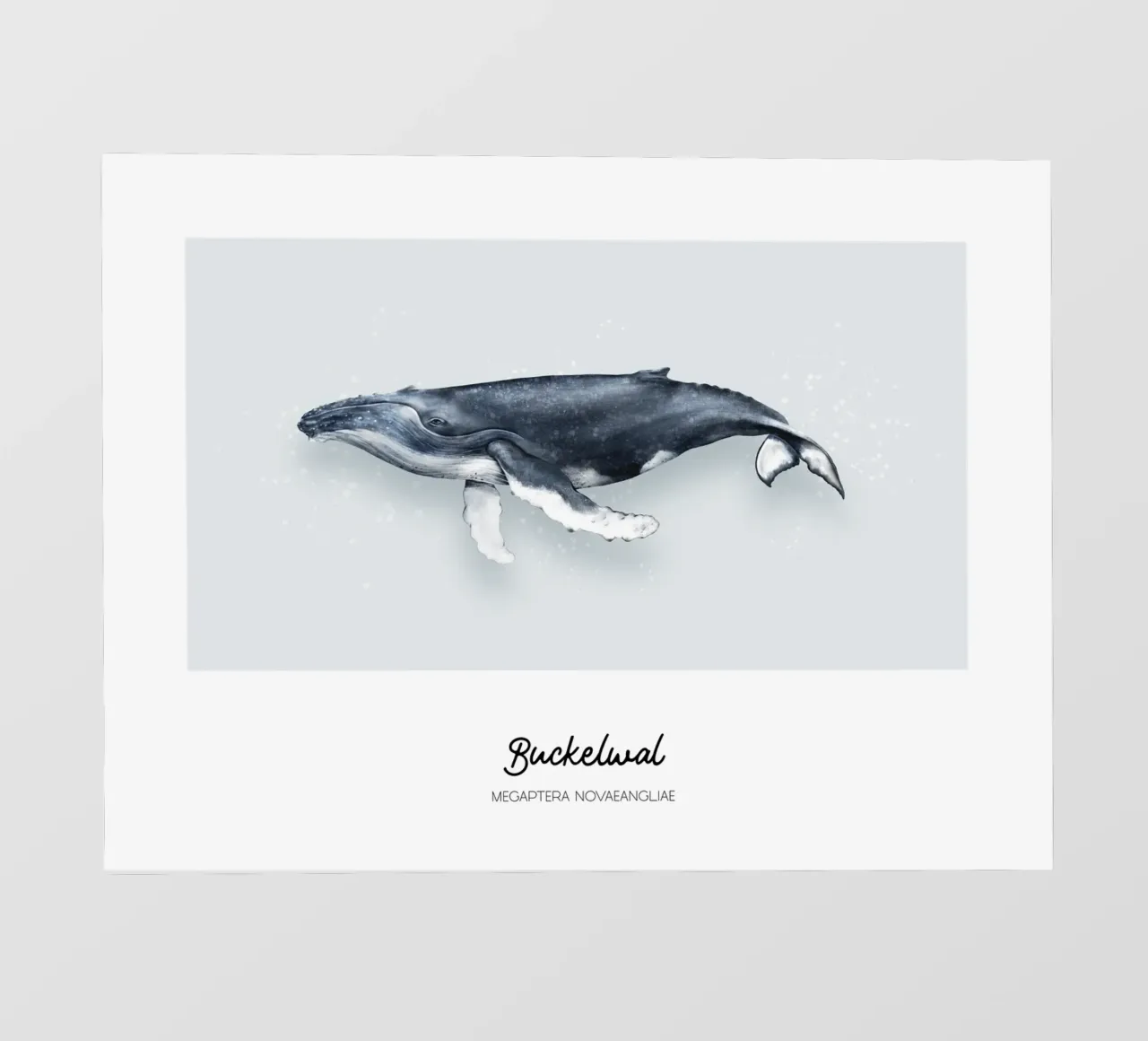 Balena gobba - Illustrazione di balene e delfini pellicola backlit da Moonlit Illustrations