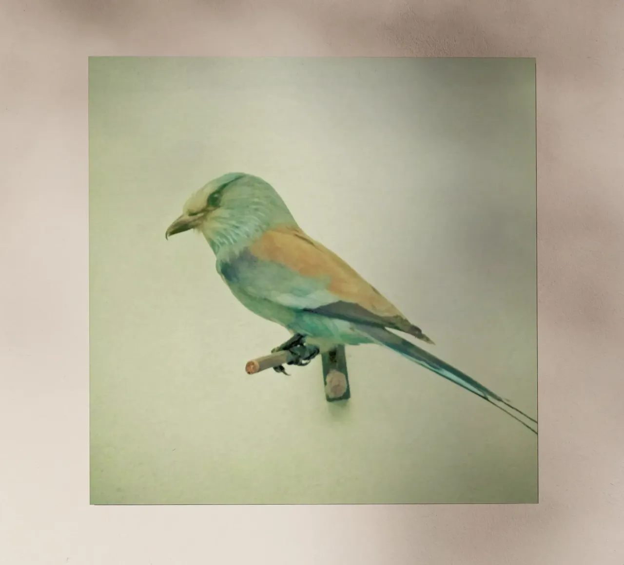 Studio degli uccelli #2 pellicola backlit da Cassia Beck Photography