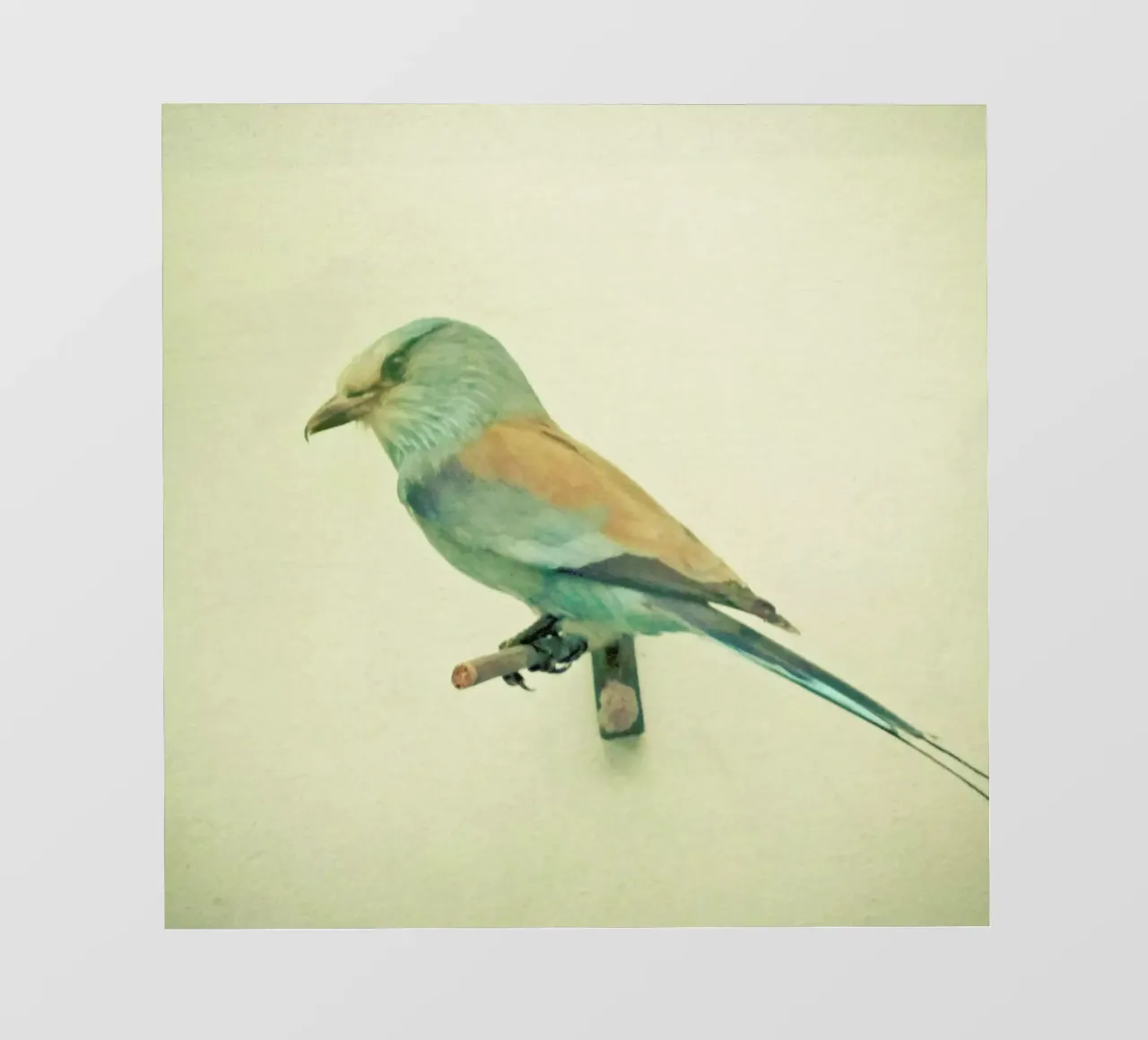 Studio degli uccelli #2 pellicola backlit da Cassia Beck Photography