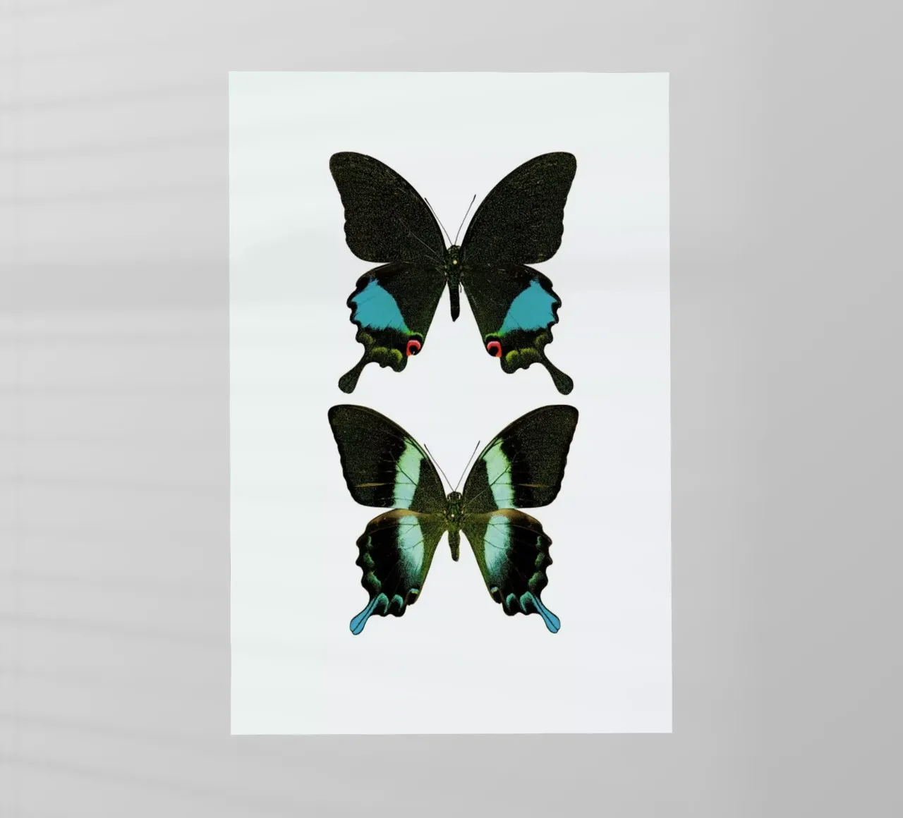 Butterfly 2 pellicola backlit da Curious Collections by Marielle Leenders