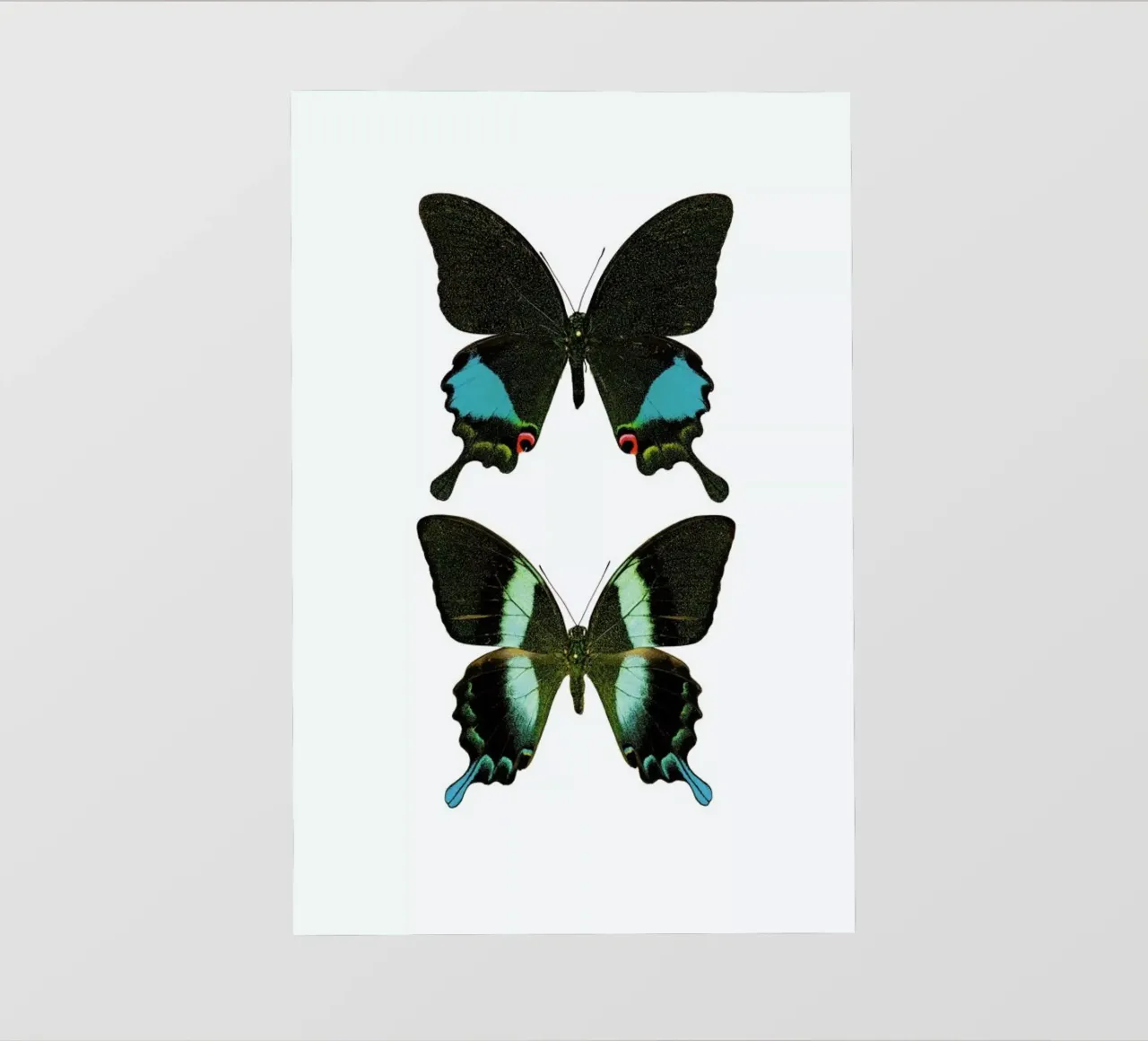 Butterfly 2 telo in pvc da Curious Collections by Marielle Leenders