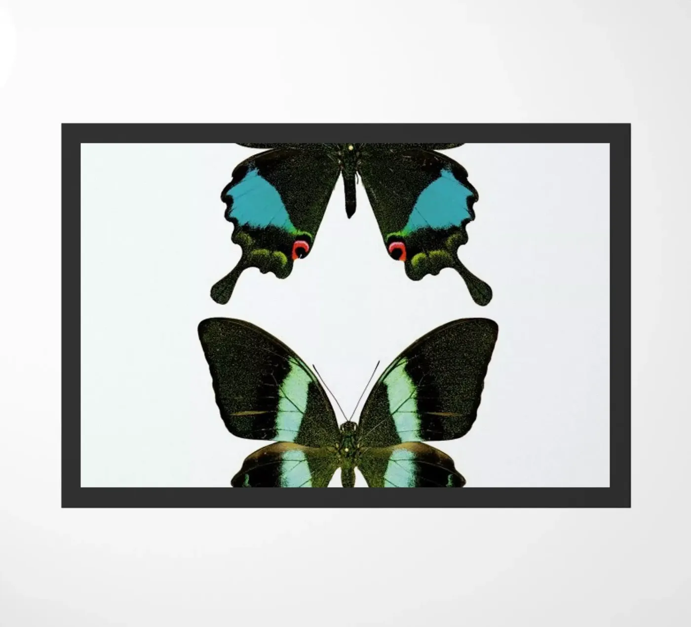 Butterfly 2 zerbino da Curious Collections by Marielle Leenders