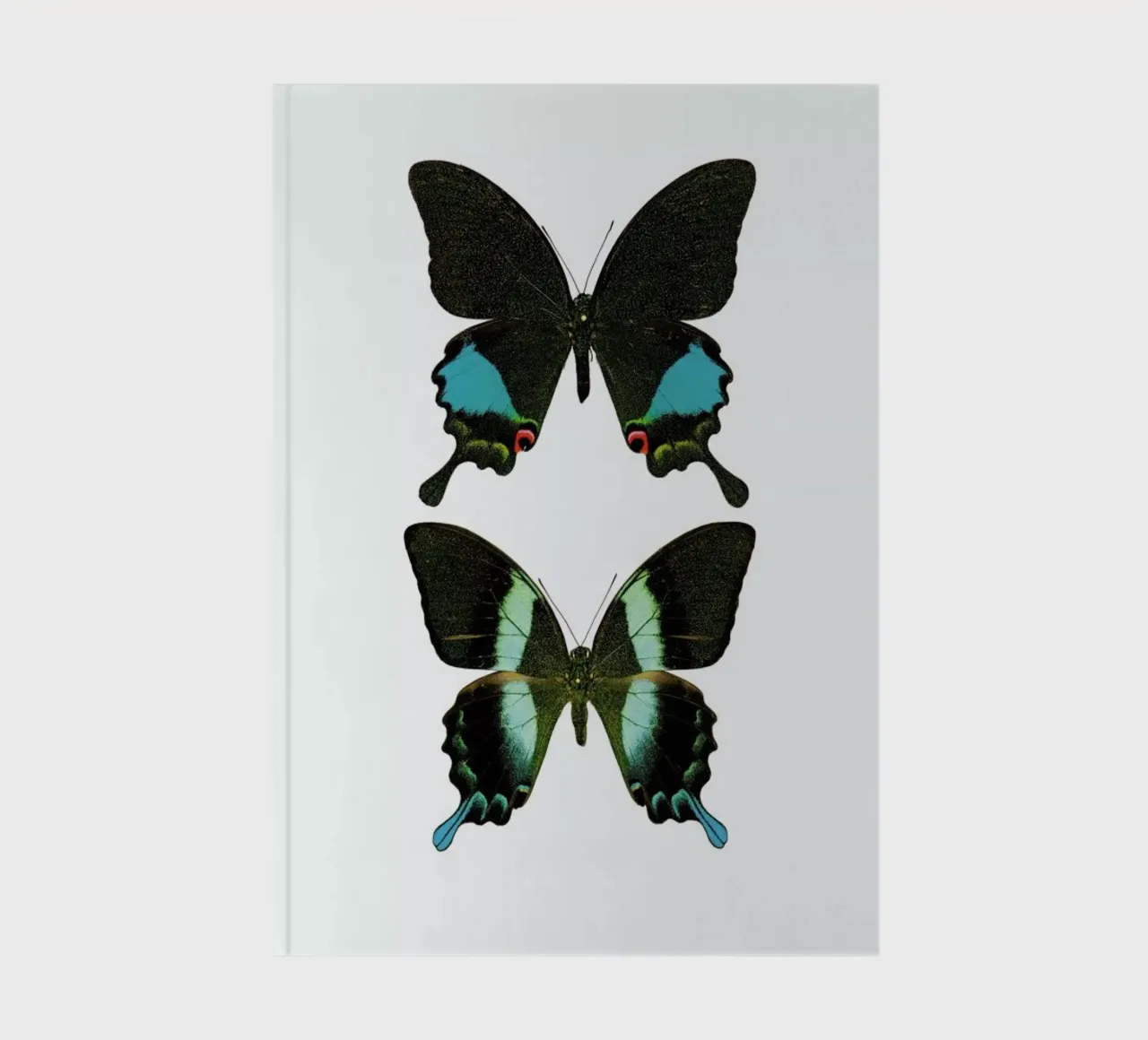Butterfly 2 notebook by Curious Collections by Marielle Leenders