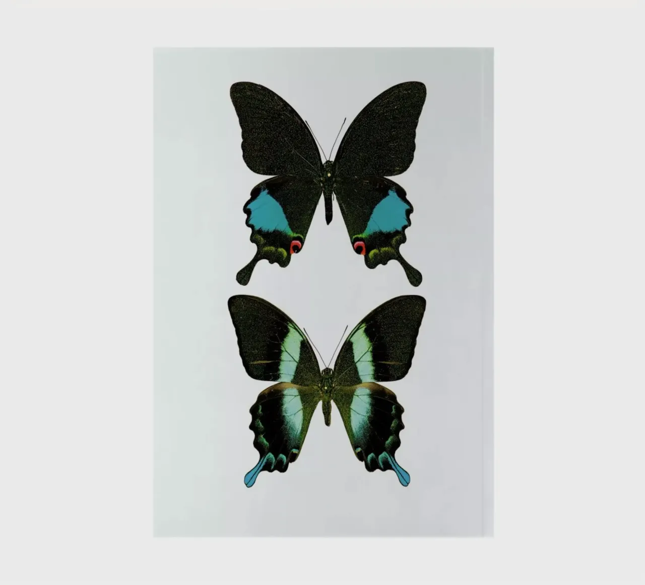 Butterfly 2 notebook by Curious Collections by Marielle Leenders