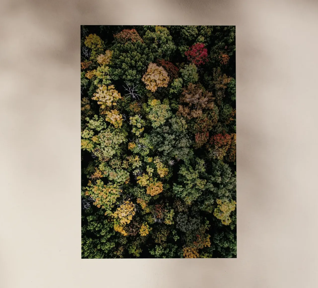 Tones of Autumn Backlit Folie von Airpixels