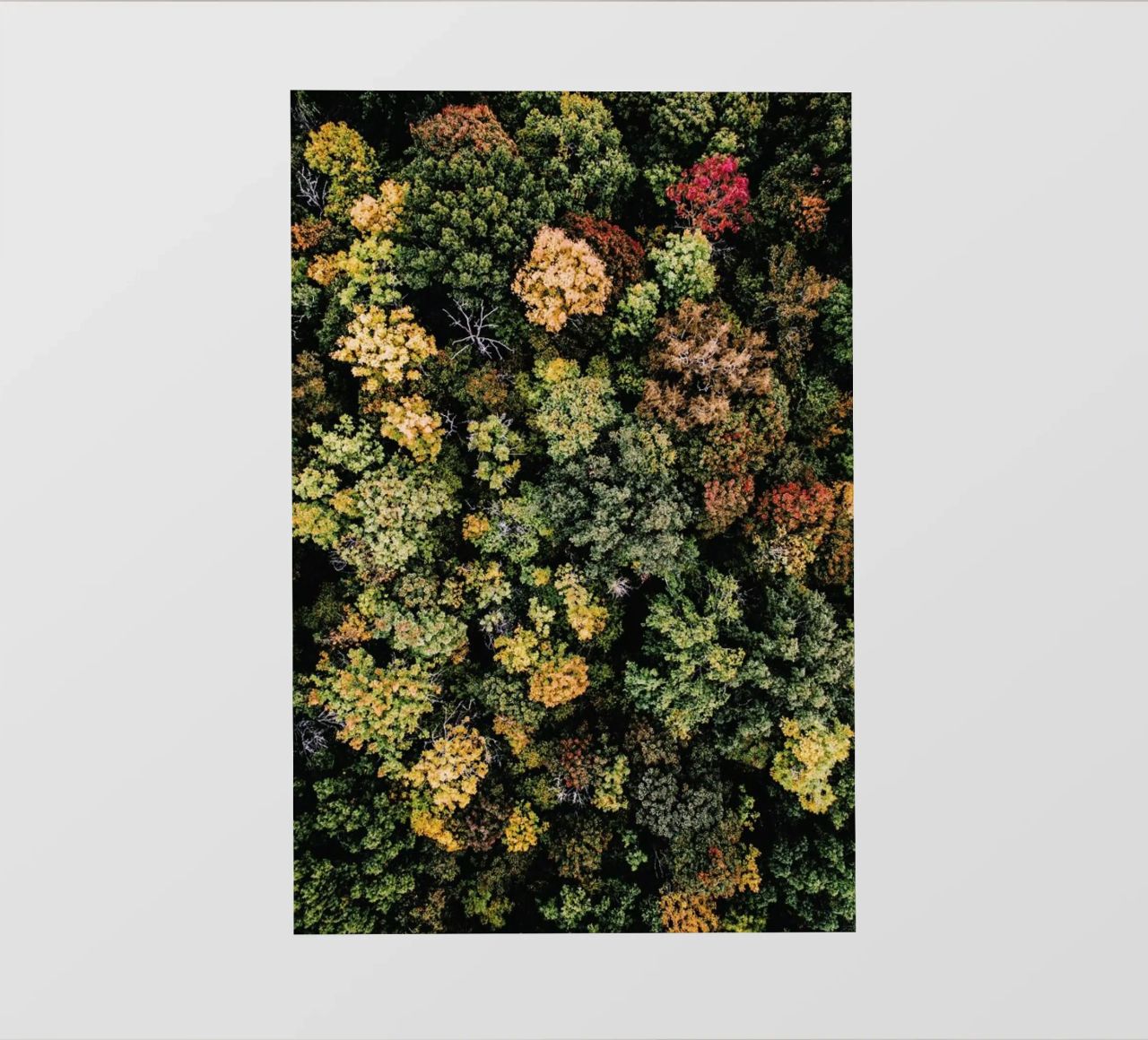 Tones of Autumn pellicola backlit da Airpixels