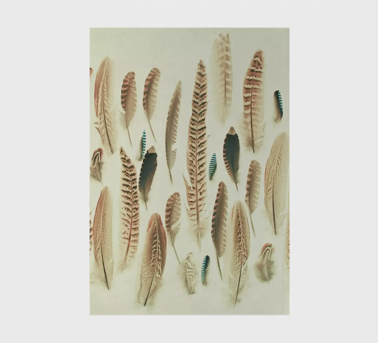 Found Feathers notebook by Cassia Beck Photography