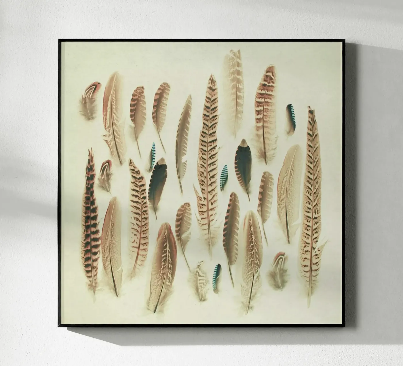 Piume trovate plexiglass da Cassia Beck Photography