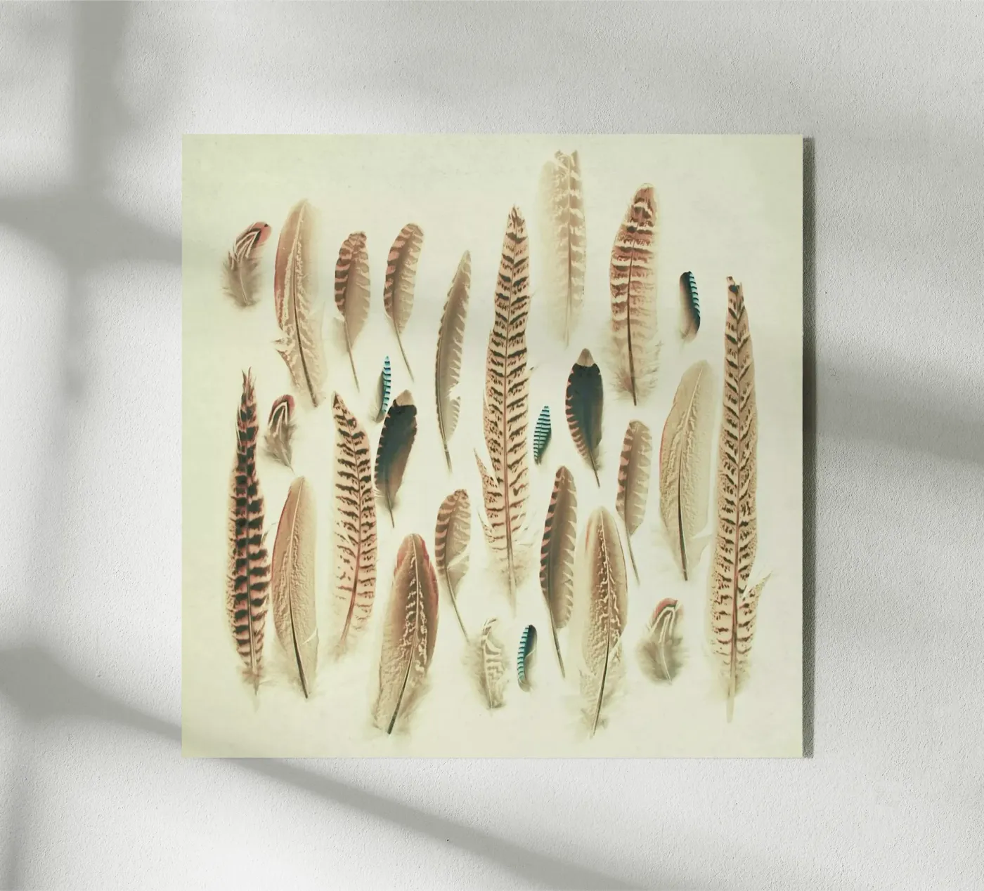 Piume trovate plexiglass da Cassia Beck Photography