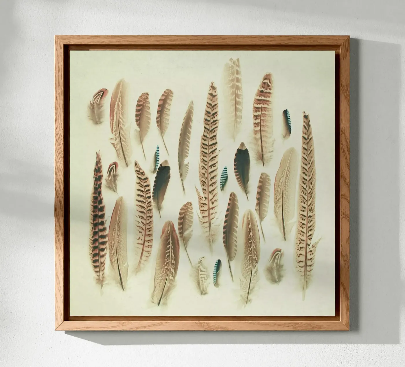 Found Feathers forex plate by Cassia Beck Photography