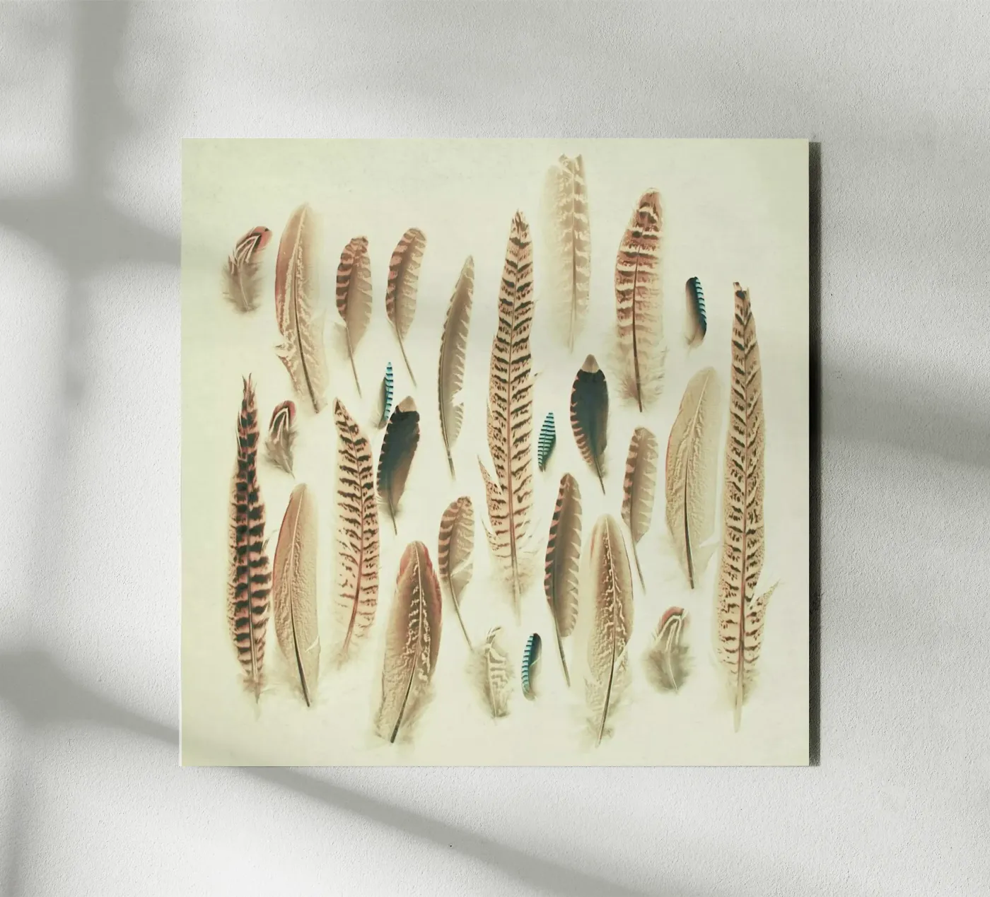 Found Feathers forex plate by Cassia Beck Photography