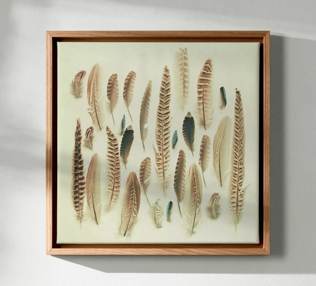 Found Feathers canvas by Cassia Beck Photography