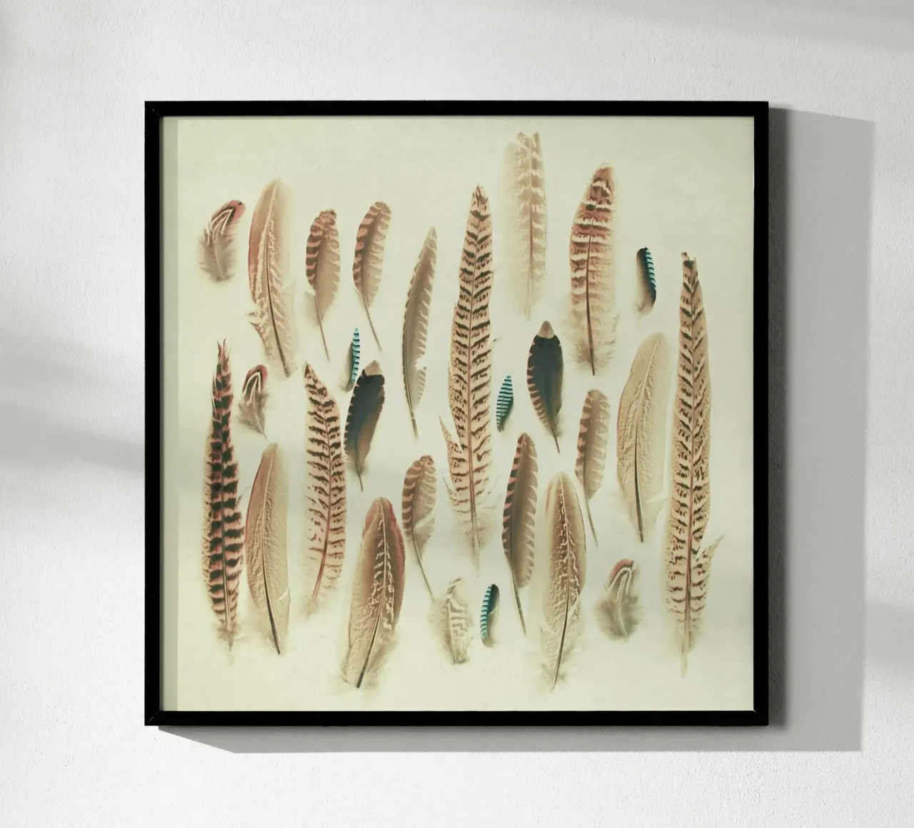 Found Feathers poster by Cassia Beck Photography