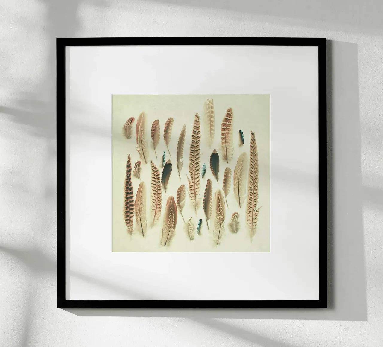 Found Feathers poster by Cassia Beck Photography