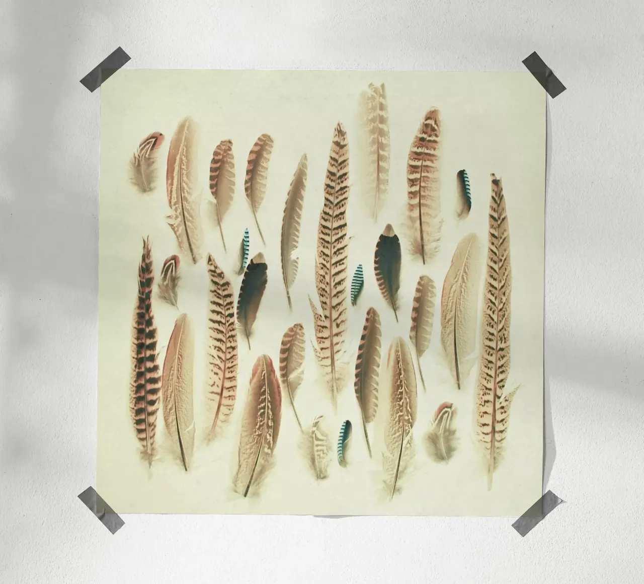 Found Feathers poster by Cassia Beck Photography