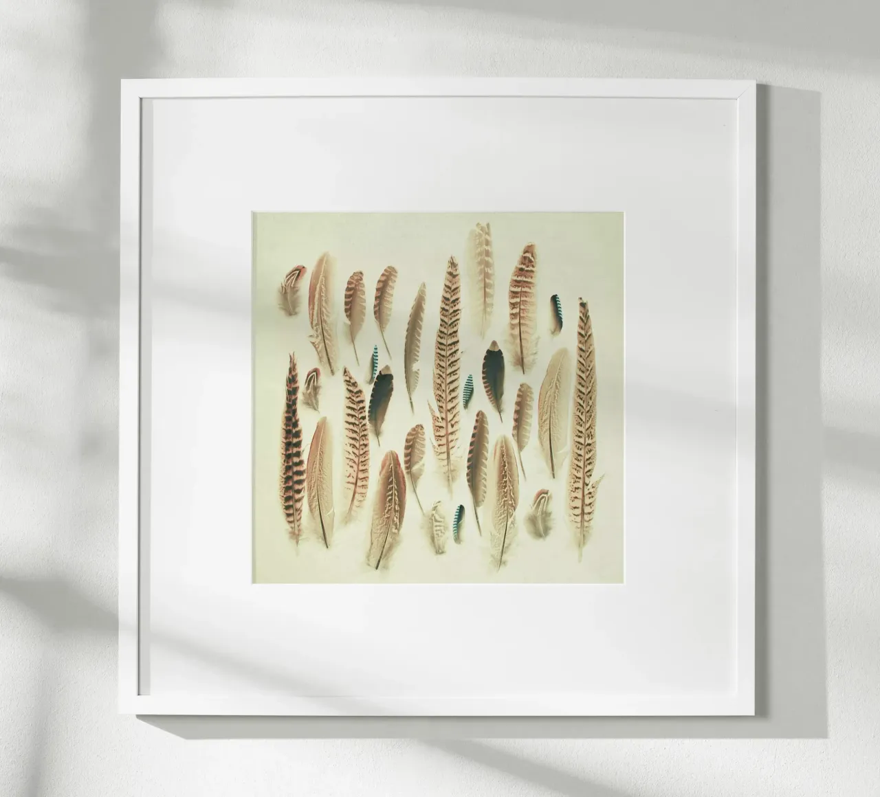 Found Feathers poster by Cassia Beck Photography