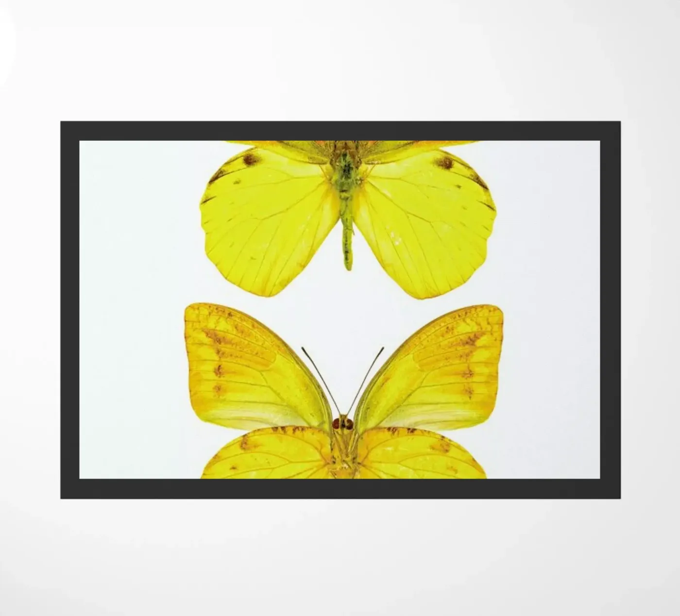 Butterfly 7 zerbino da Curious Collections by Marielle Leenders