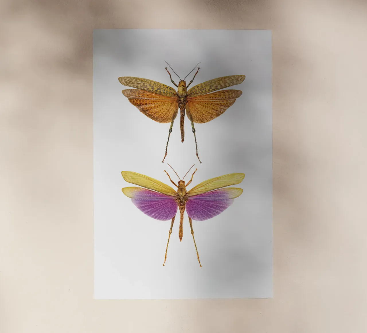 Armonia colorata: Due grilli pellicola backlit da Curious Collections by Marielle Leenders
