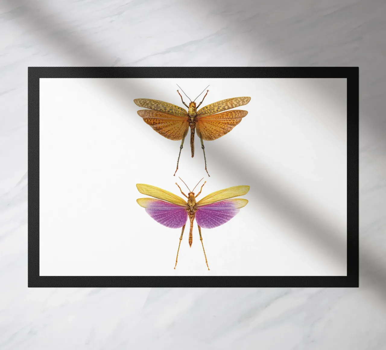 Armonia colorata: Due grilli zerbino da Curious Collections by Marielle Leenders
