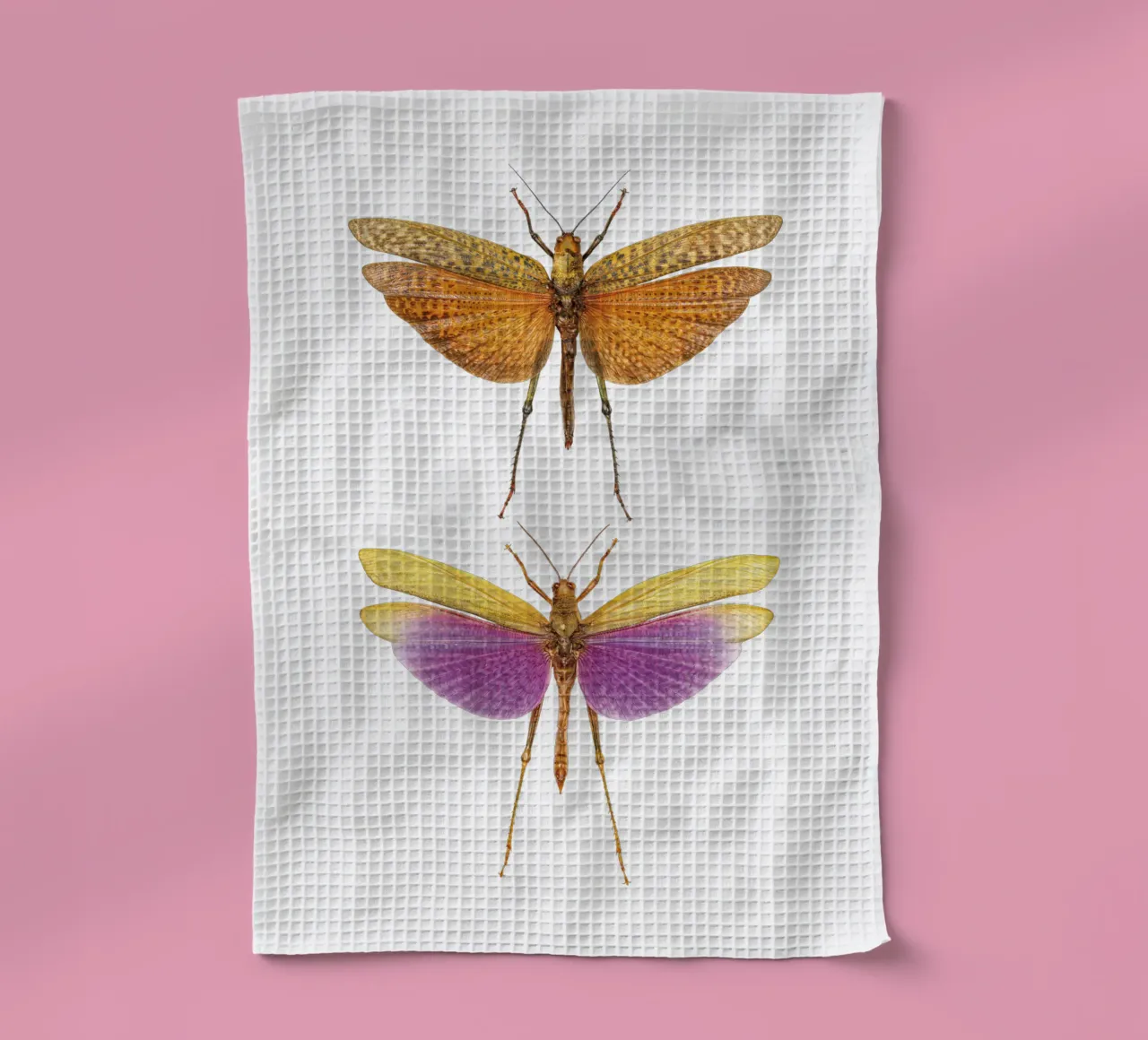 Armonia colorata: Due grilli canovaccio da cucina da Curious Collections by Marielle Leenders