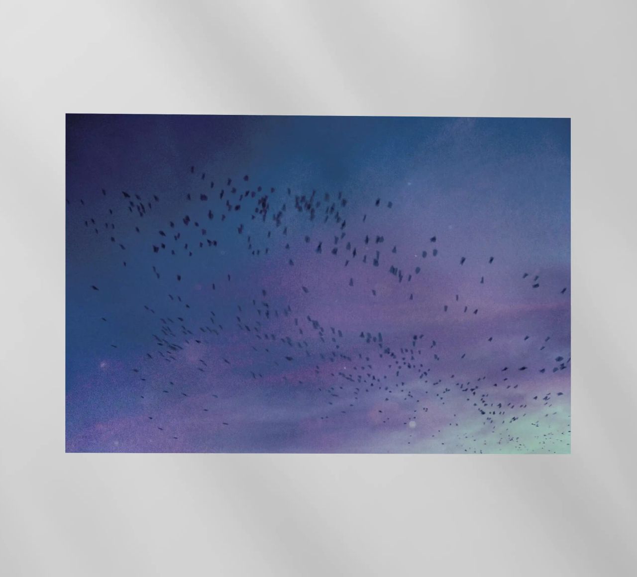 The Crows pellicola backlit da Pale Grain