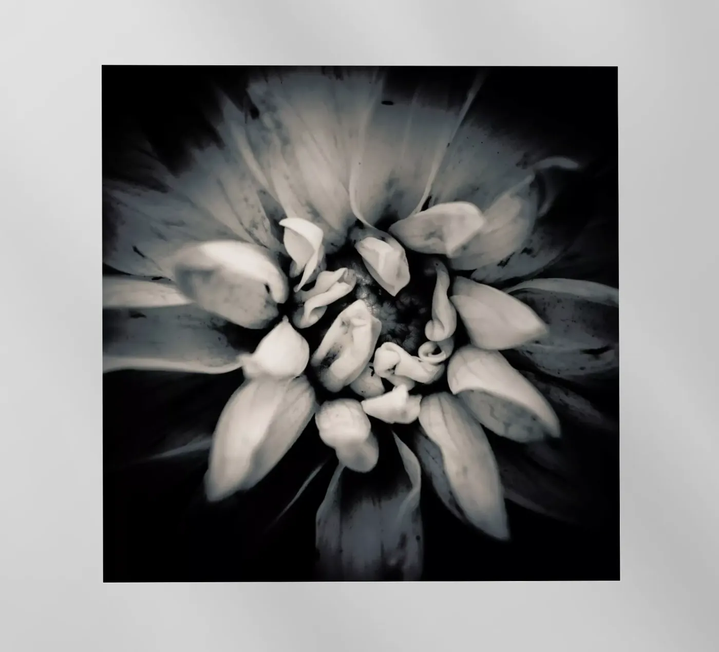 Petal pellicola backlit da Victoria Frost