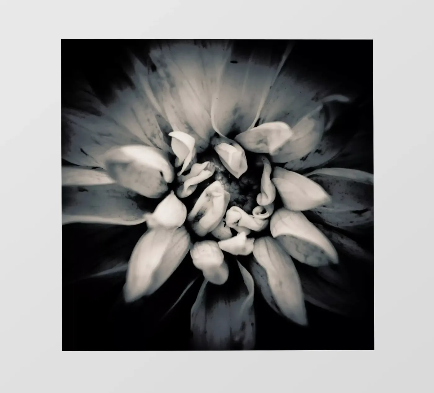 Petal pellicola backlit da Victoria Frost
