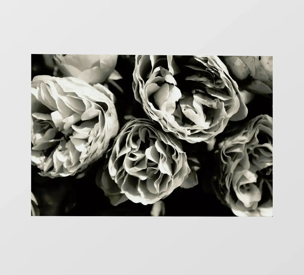 Petals pellicola backlit da Victoria Frost