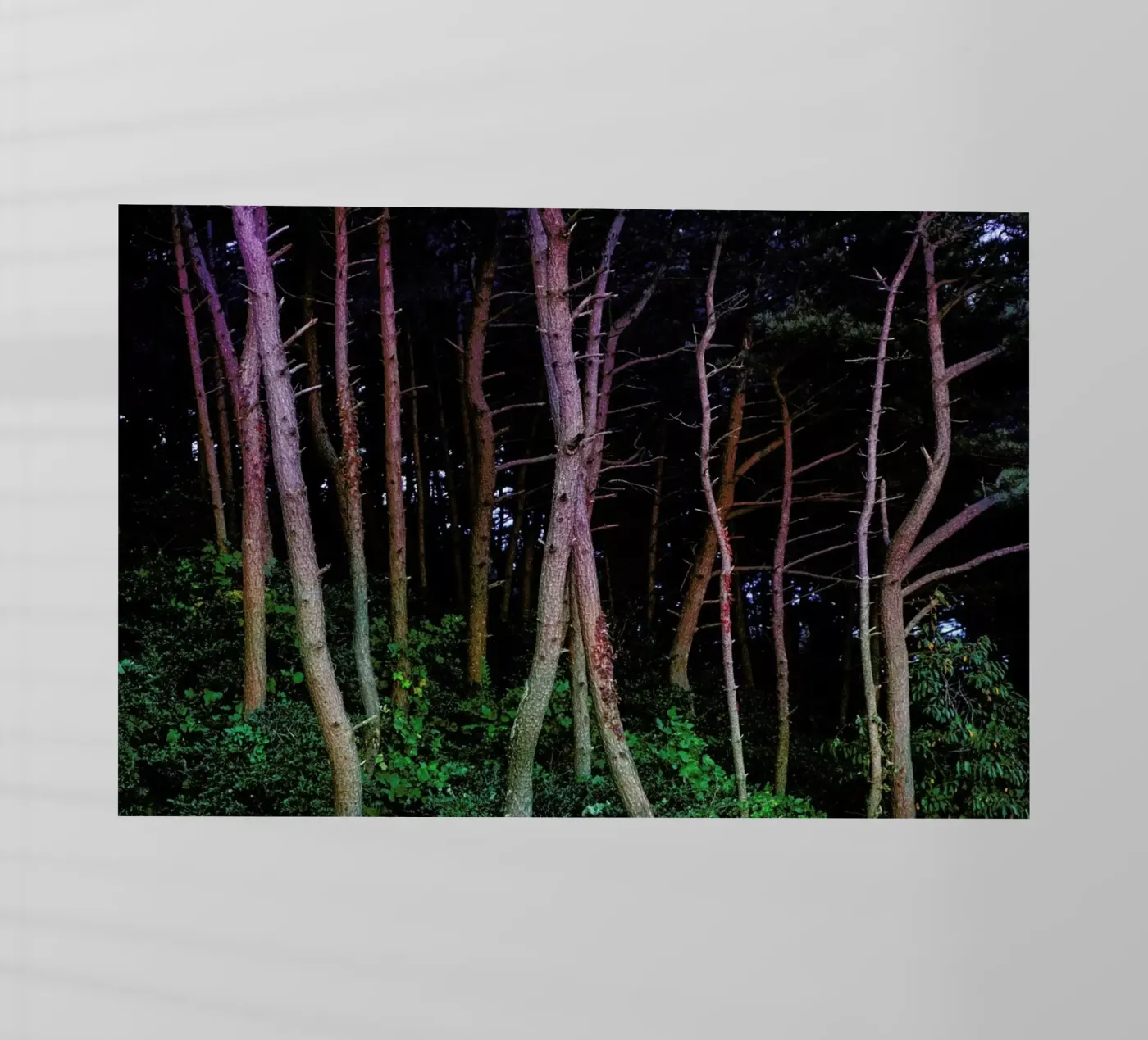 Busan Trees pellicola backlit da Julian Wolkenstein