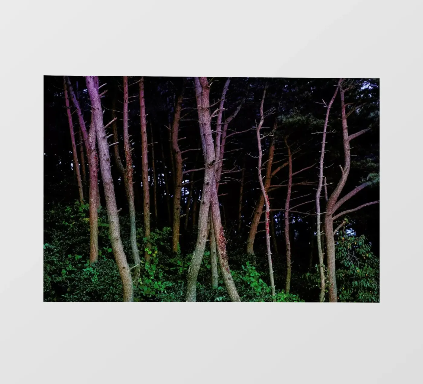 Busan Trees pellicola backlit da Julian Wolkenstein