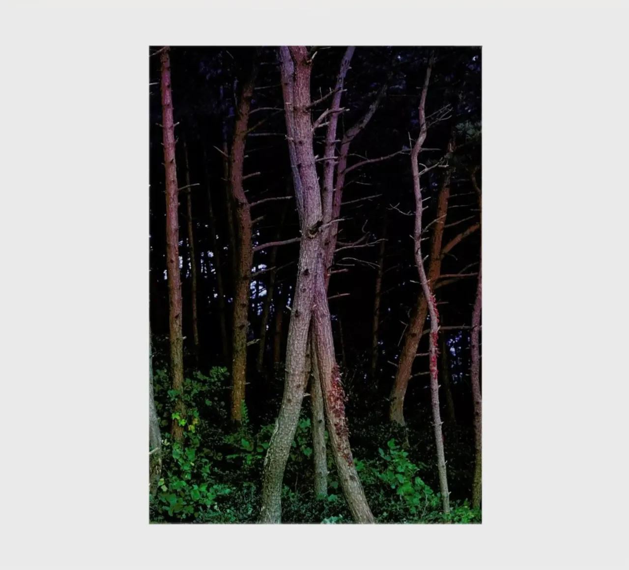 Busan Trees notebook by Julian Wolkenstein