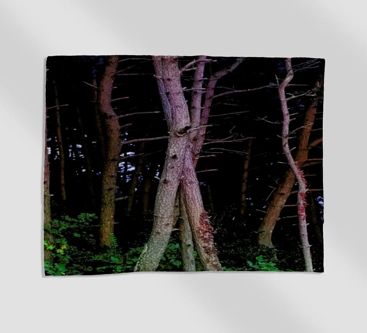 Busan Trees telo mare da Julian Wolkenstein